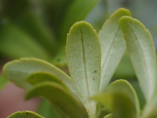 Myrsine punctata