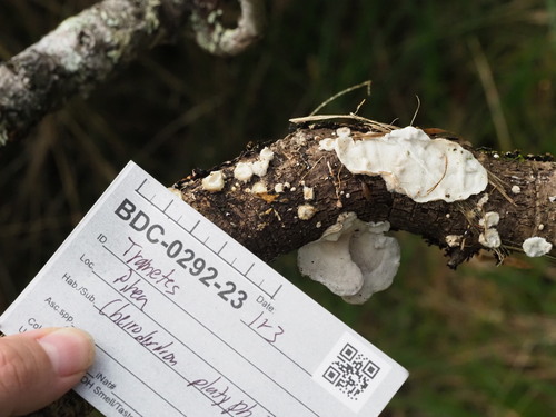 Trametes hirsuta observed 2023-11-03