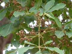 Vitex doniana