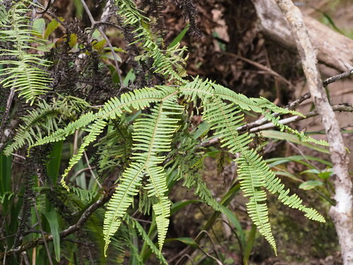Image of Sticherus owhyhensis by (c) Kevin Faccenda, some rights reserved (CC BY)