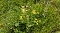 Lomatium caruifolium caruifolium