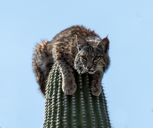 Bobcat photographed in Arizona