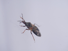 Heteroptera