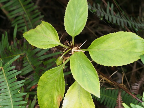 Viola wailenalenae, 2023-11-03