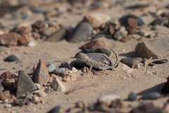 Pristurus carteri