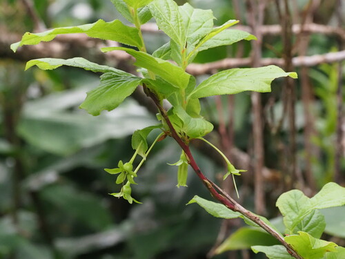 Image of Vaccinium calycinum by (c) Kevin Faccenda, some rights reserved (CC BY)