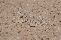 Phrynocephalus maculatus