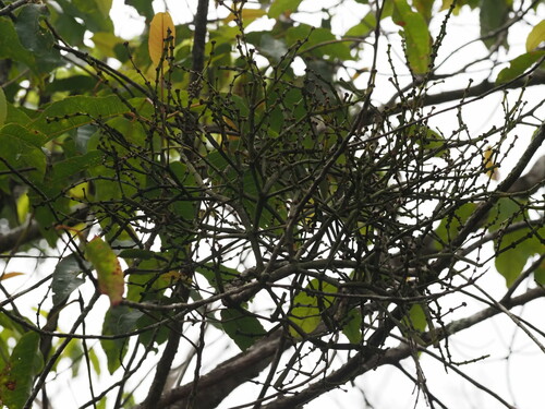 Korthalsella platycaula observed 2023-11-03