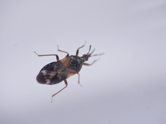 Heteroptera