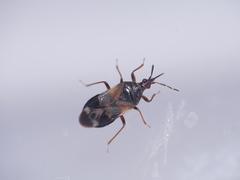 Heteroptera