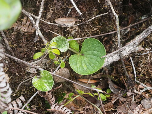 Image of Viola kauaensis by (c) Kevin Faccenda, some rights reserved (CC BY)
