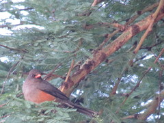 Turdus abyssinicus