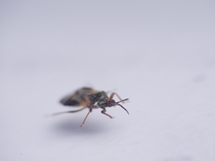 Heteroptera