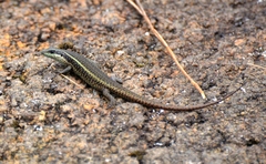 Trachylepis mlanjensis