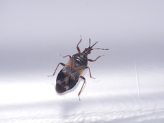 Heteroptera