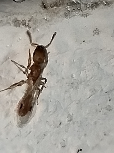 Nesomyrmex wilda