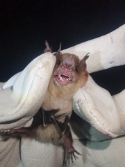 Image of Sturnira hondurensis