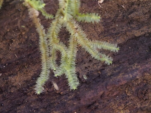 Lophocolea hawaica