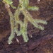 Lophocolea hawaica - Photo (c) Kevin Faccenda, some rights reserved (CC BY), uploaded by Kevin Faccenda