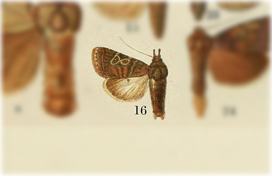 Orthodes jamaicensis