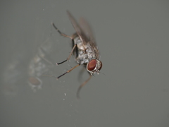 Coenosia