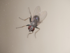 Coenosia