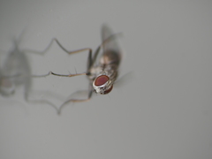 Coenosia