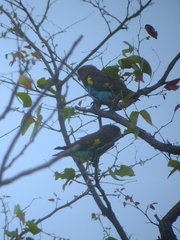 Poicephalus meyeri
