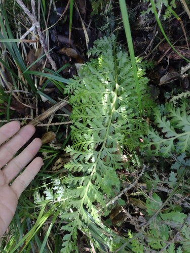 Vandenboschia tubiflora observed 2023-11-04