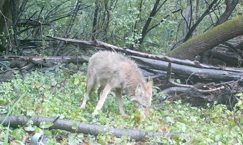 Coyote photographed in Iowa