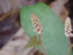 Tiarella austrina