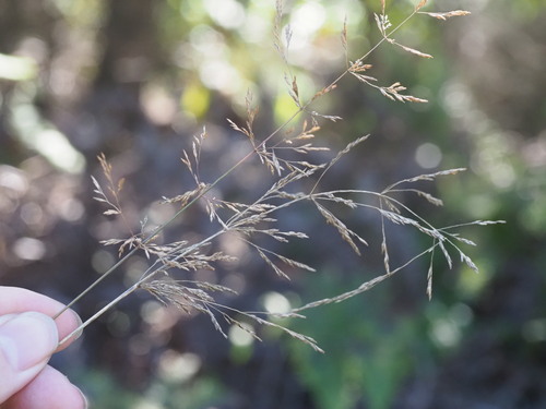 Agrostis stolonifera observed 2023-11-04