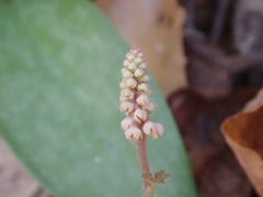 Tiarella austrina