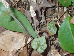 Tiarella austrina