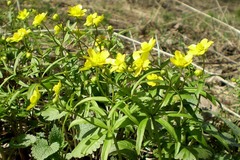Ranunculus monophyllus