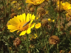 Agapanthia suturalis