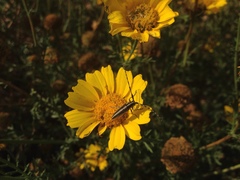 Agapanthia suturalis