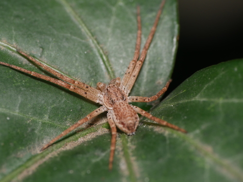 Eurasian Running Crab Spider