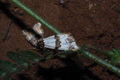 Euterpiodes