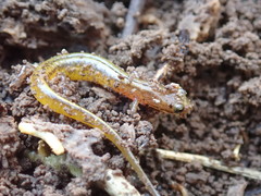 Patch-Nosed Salamander photo 5