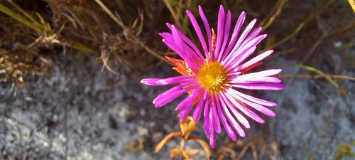 Image of Erepsia anceps by (c) Liezl van der Merwe, some rights reserved (CC BY)
