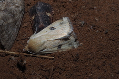 Heliothis scutuligera