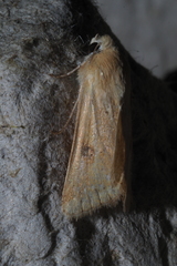 Heliothis