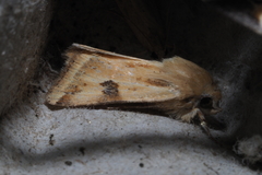 Heliothis scutuligera