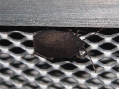 Caystrus obscurus