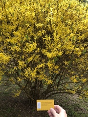 Forsythia viridissima