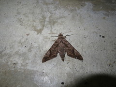 Acosmeryx naga