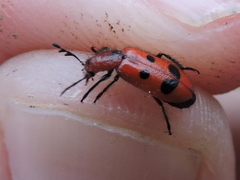 Pelonides quadrinotata