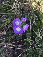 Phacelia patuliflora teucriifolia