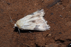 Heliothis scutuligera
